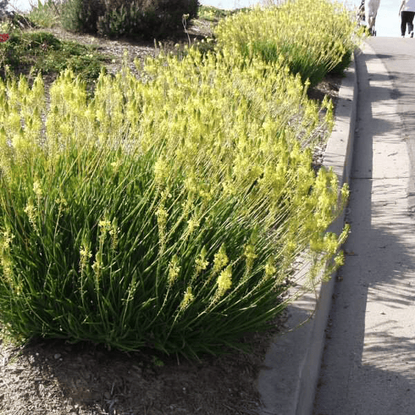 Des images de diff�rentes plantes